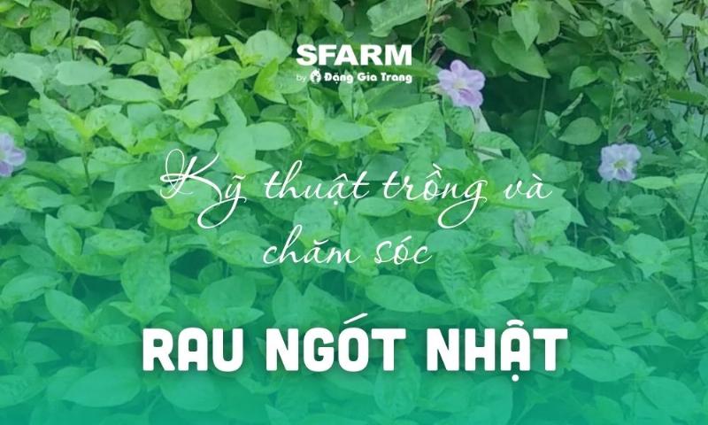 Hình ảnh một người đang thu hoạch rau ngót Nhật hoặc chăm sóc vườn rau ngót Nhật tại nhà